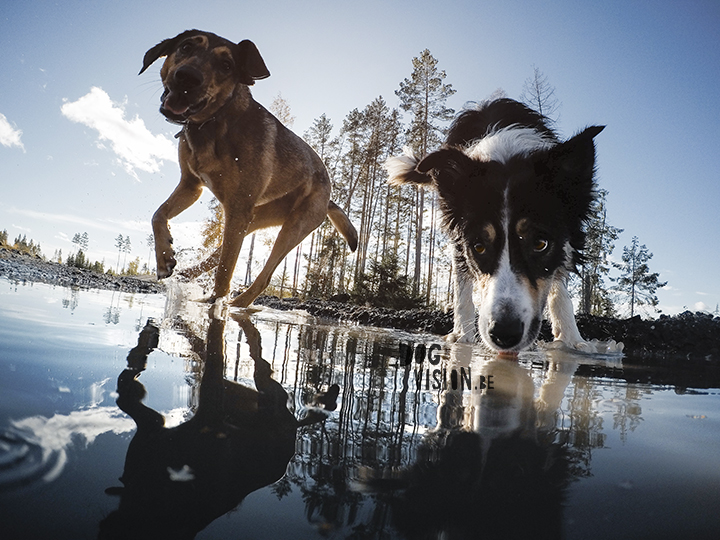 #TongueOutTuesday (40) | www.DOGvision.be