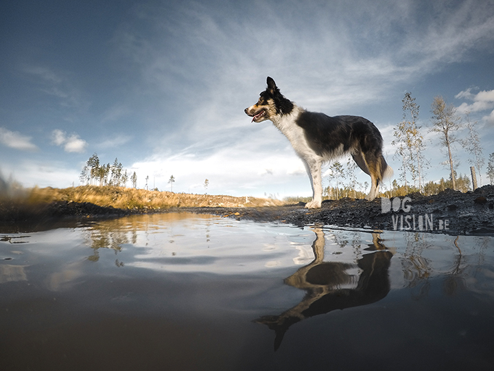 #TongueOutTuesday (40) | www.DOGvision.be