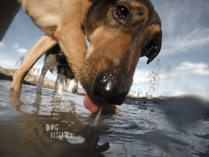 #TongueOutTuesday (40) | www.DOGvision.be