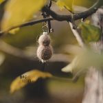 Vilten met hondenhaar | www.DOGvision.be