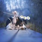 Halloween dog 2017 | dog photography | Border Collie | www.DOGvision.eu