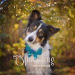 Have a sparkling weekend | Border Collie | lensbaby Twist 60 | www.DOGvision.be