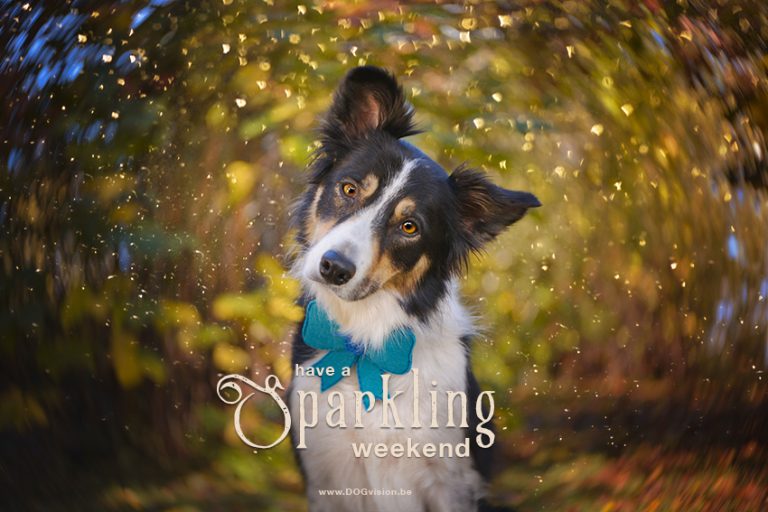 Have a sparkling weekend | Border Collie | lensbaby Twist 60 | www.DOGvision.be