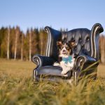 #TongueOutTuesday (45)| www.DOGvision.be | hondenfotografie