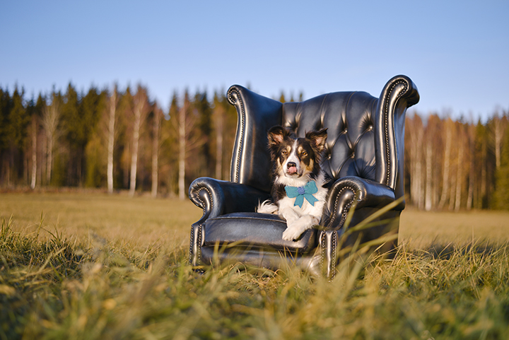 #TongueOutTuesday (45)| www.DOGvision.be | hondenfotografie