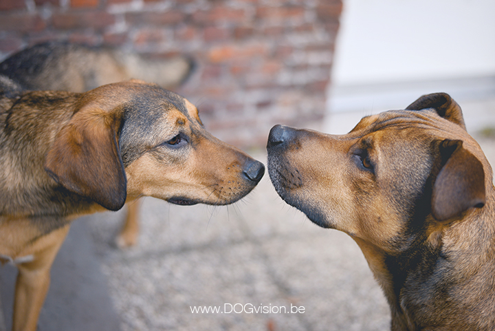 #TongueOutTuesday (46) | dog photography | www.DOGvision.be | hondenfotografie