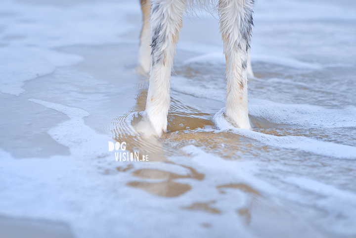 #TongueOutTuesday (46) | dog photography | www.DOGvision.be | hondenfotografie