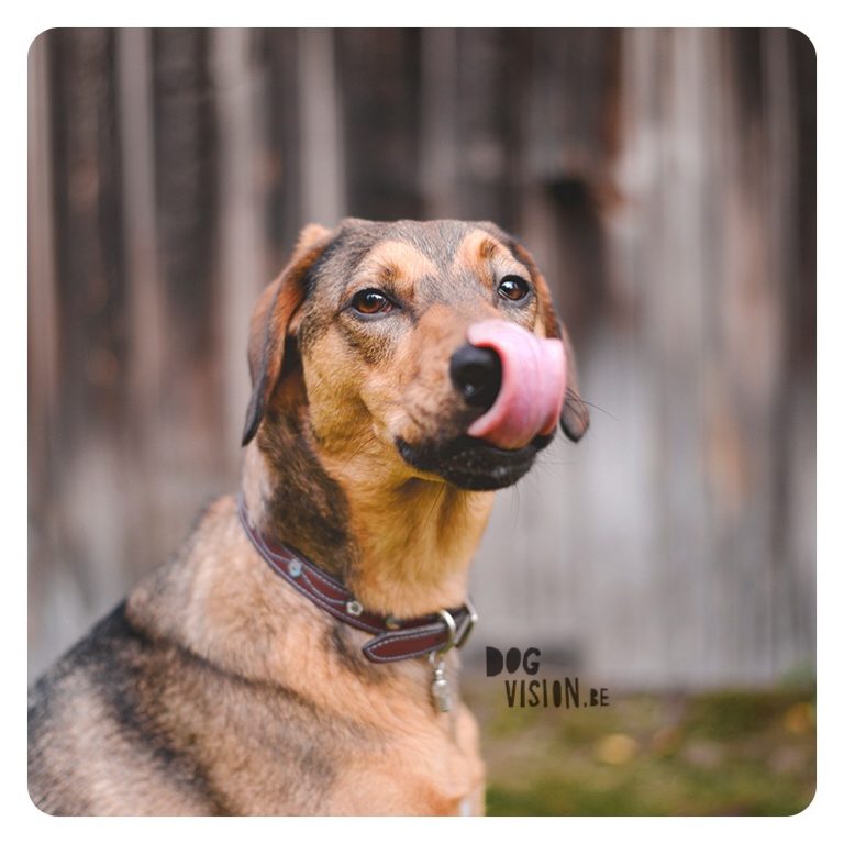 #TongueOutTuesday (46) | dog photography | www.DOGvision.be | hondenfotografie