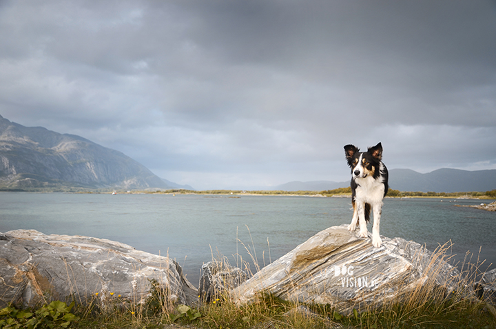 #TongueOutTuesday (45)| www.DOGvision.be | hondenfotografie