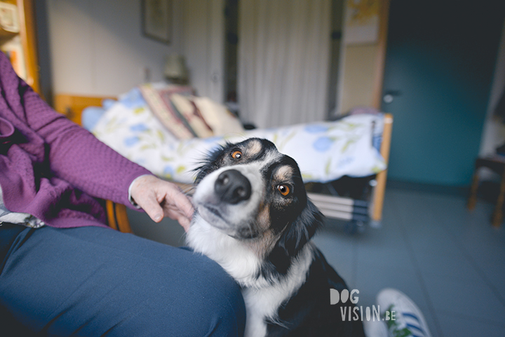 #TongueOutTuesday (46) | dog photography | www.DOGvision.be | hondenfotografie