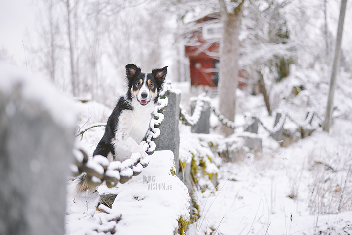 #TongueOutTuesday (51)| hondenfotografie | www.DOGvision.be