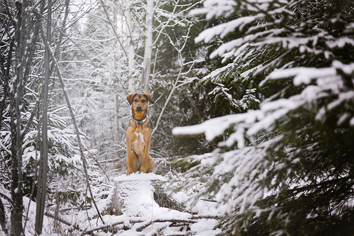 #TongueOutTuesday (51)| hondenfotografie | www.DOGvision.be