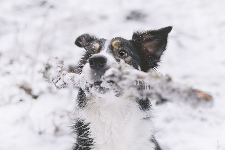 #TongueOutTuesday (52)| hondenfotografie | www.DOGvision.be