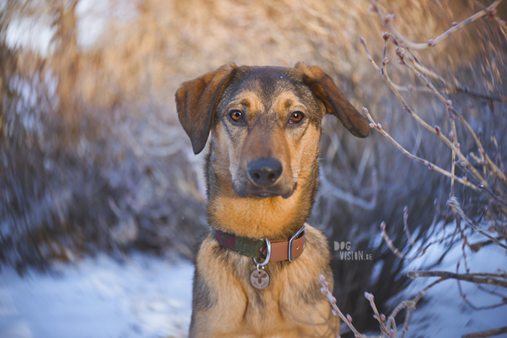 #TongueOutTuesday (52)| hondenfotografie | www.DOGvision.be