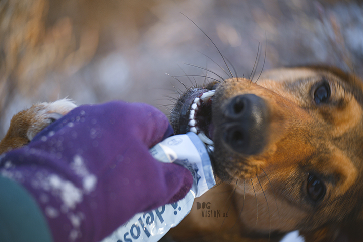 #TongueOutTuesday (52)| hondenfotografie | www.DOGvision.be