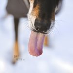 #TongueOutTuesday (51)| hondenfotografie | www.DOGvision.be
