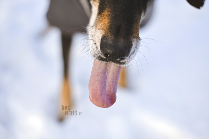 #TongueOutTuesday (51)| hondenfotografie | www.DOGvision.be