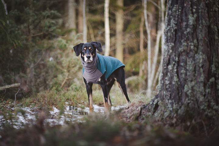 #TongueOutTuesday (52)| hondenfotografie | www.DOGvision.be