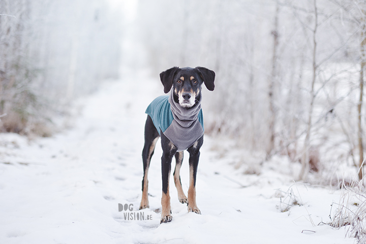 #TongueOutTuesday (52)| hondenfotografie | www.DOGvision.be