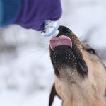 #TongueOutTuesday (52)| hondenfotografie | www.DOGvision.be