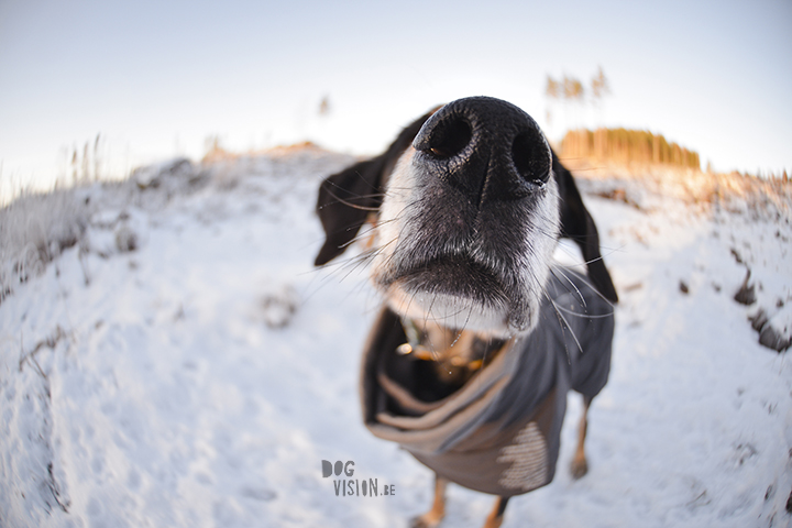 #TongueOutTuesday (52)| hondenfotografie | www.DOGvision.be