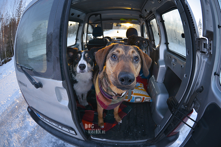 #TongueOutTuesday (52)| hondenfotografie | www.DOGvision.be