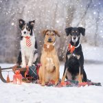 Happy Holidays | Christmas dog | dog photography | www.DOGvision.eu