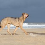 #TongueOutTuesday | www.DOGvision.be