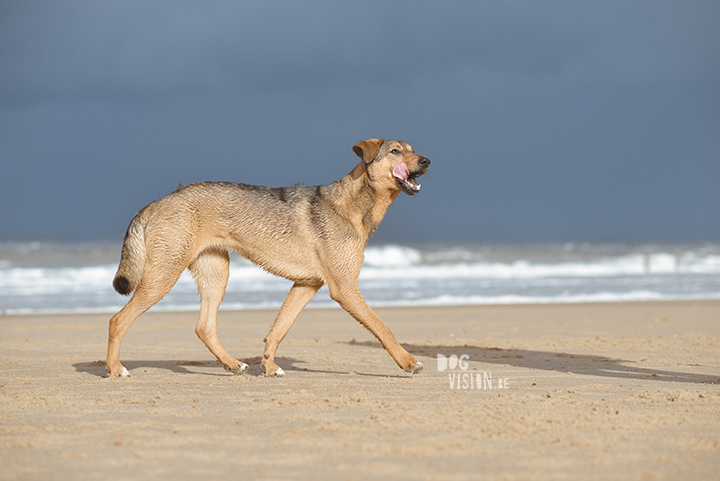 Lightroom presets hondenfotografie | honden aan Zee | Cadzand/Nederland | hondenfotgrafie | www.DOGvision.be