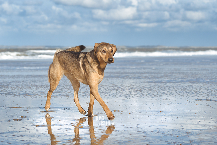 Lightroom presets hondenfotografie | honden aan Zee | Cadzand/Nederland | hondenfotgrafie | www.DOGvision.be