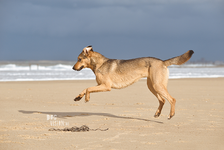 Lightroom presets hondenfotografie | honden aan Zee | Cadzand/Nederland | hondenfotgrafie | www.DOGvision.be