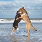 Lightroom presets hondenfotografie | honden aan Zee | Cadzand/Nederland | hondenfotgrafie | www.DOGvision.be