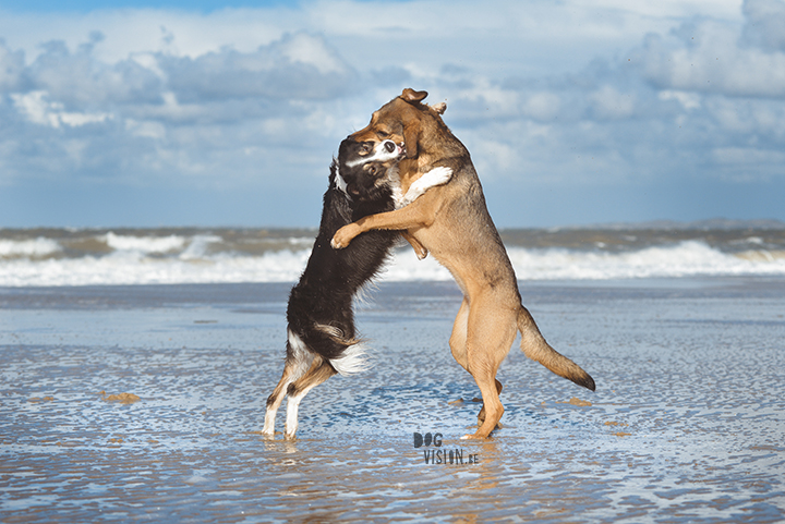 Lightroom presets hondenfotografie | honden aan Zee | Cadzand/Nederland | hondenfotgrafie | www.DOGvision.be