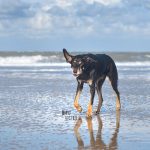 #TongueOutTuesday (48) | hondenfotografie project | www.DOGvision.be