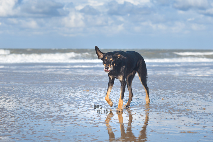 Lightroom presets hondenfotografie | honden aan Zee | Cadzand/Nederland | hondenfotgrafie | www.DOGvision.be