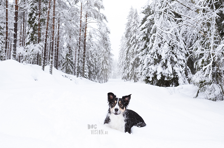 #TongueOutTuesday (01)| www.DOGvision.be | hondenfotografie | Zweden