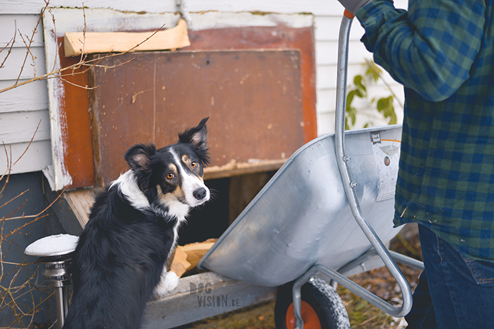 #TongueOutTuesday (02)| hondenfotografie Zweden | www.DOGvision.be