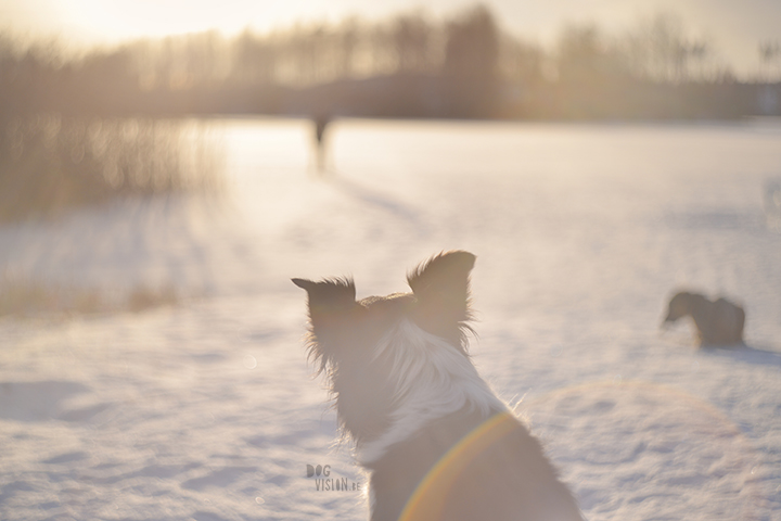 #TongueOutTuesday (02)| hondenfotografie Zweden | www.DOGvision.be