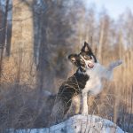 #TongueOutTuesday (02)| hondenfotografie Zweden | www.DOGvision.be