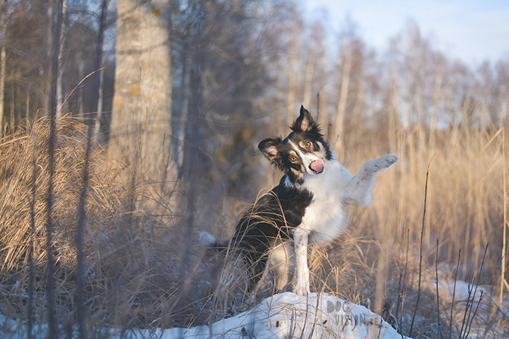 #TongueOutTuesday (02)| hondenfotografie Zweden | www.DOGvision.be