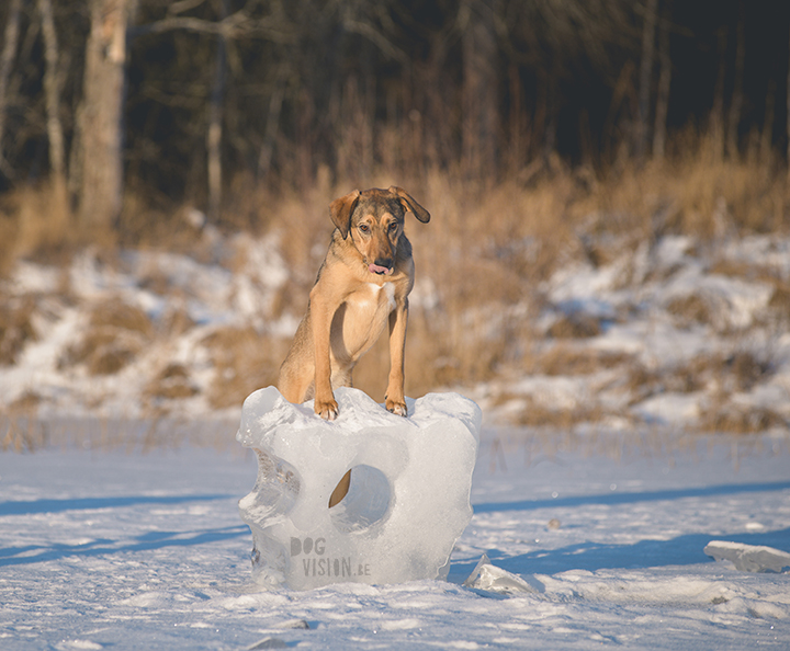 #TongueOutTuesday (02)| hondenfotografie Zweden | www.DOGvision.be