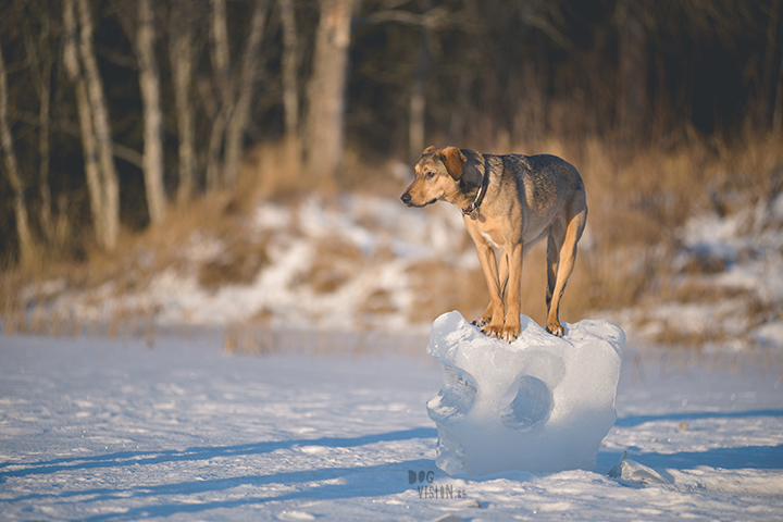 #TongueOutTuesday (02)| hondenfotografie Zweden | www.DOGvision.be