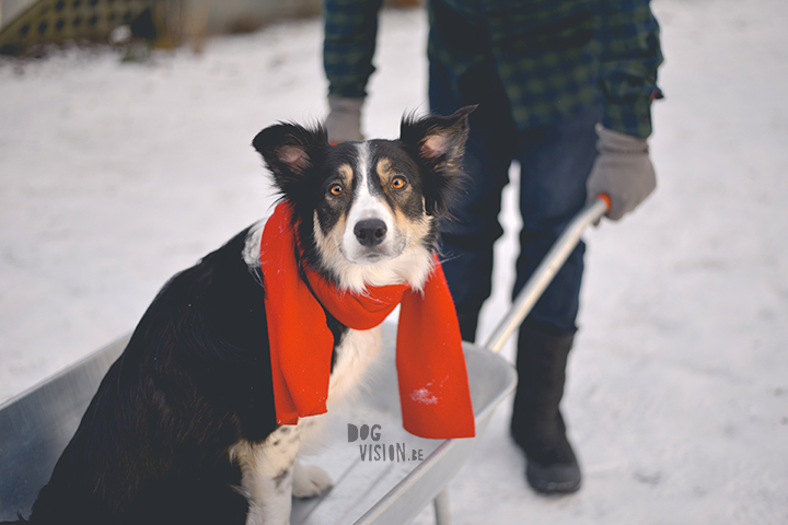 #TongueOutTuesday (02)| hondenfotografie Zweden | www.DOGvision.be