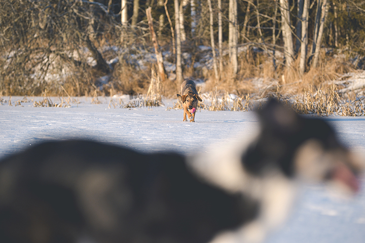 #TongueOutTuesday (02)| hondenfotografie Zweden | www.DOGvision.be