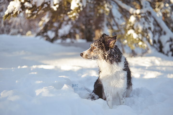 #TongueOutTuesday (02)| hondenfotografie | www.DOGvision.be