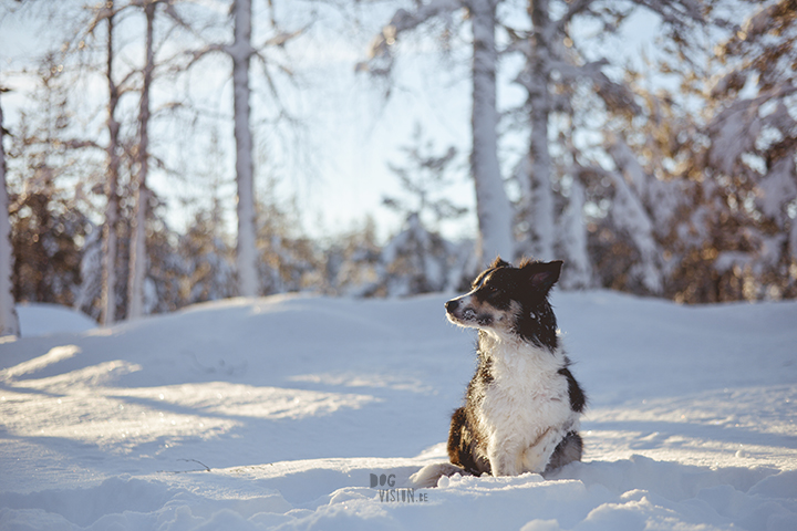 #TongueOutTuesday (02)| hondenfotografie | www.DOGvision.be