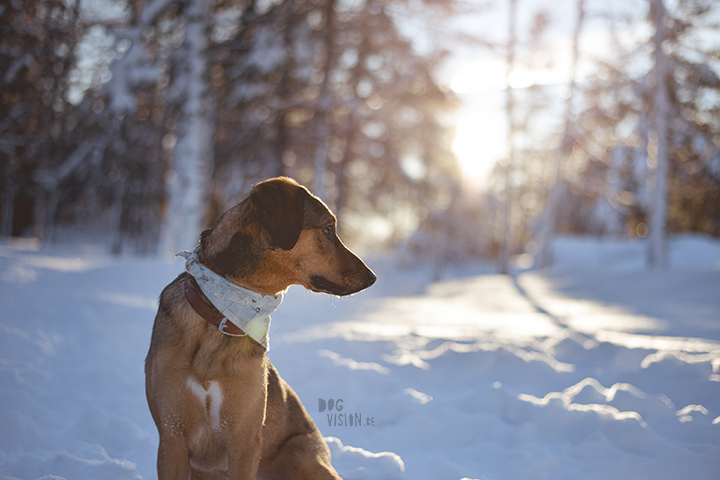 #TongueOutTuesday (02)| hondenfotografie | www.DOGvision.be