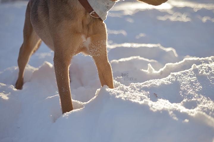 #TongueOutTuesday (02)| hondenfotografie | www.DOGvision.be