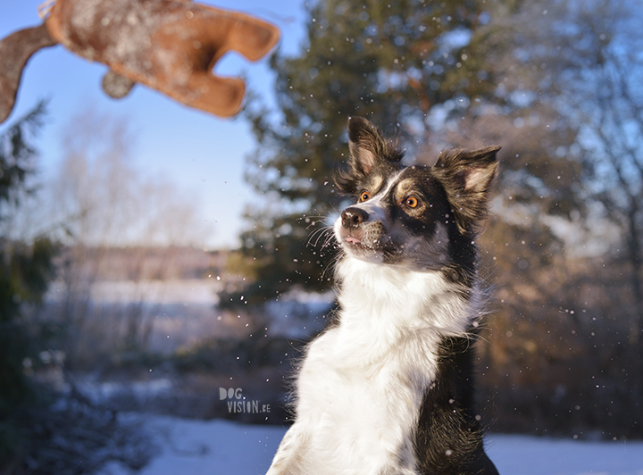 #TongueOutTuesday (02)| hondenfotografie | www.DOGvision.be