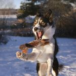 #TongueOutTuesday (02)| hondenfotografie | www.DOGvision.be